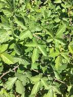 Image of Rubus ulmifolius var. anoplothyrsus