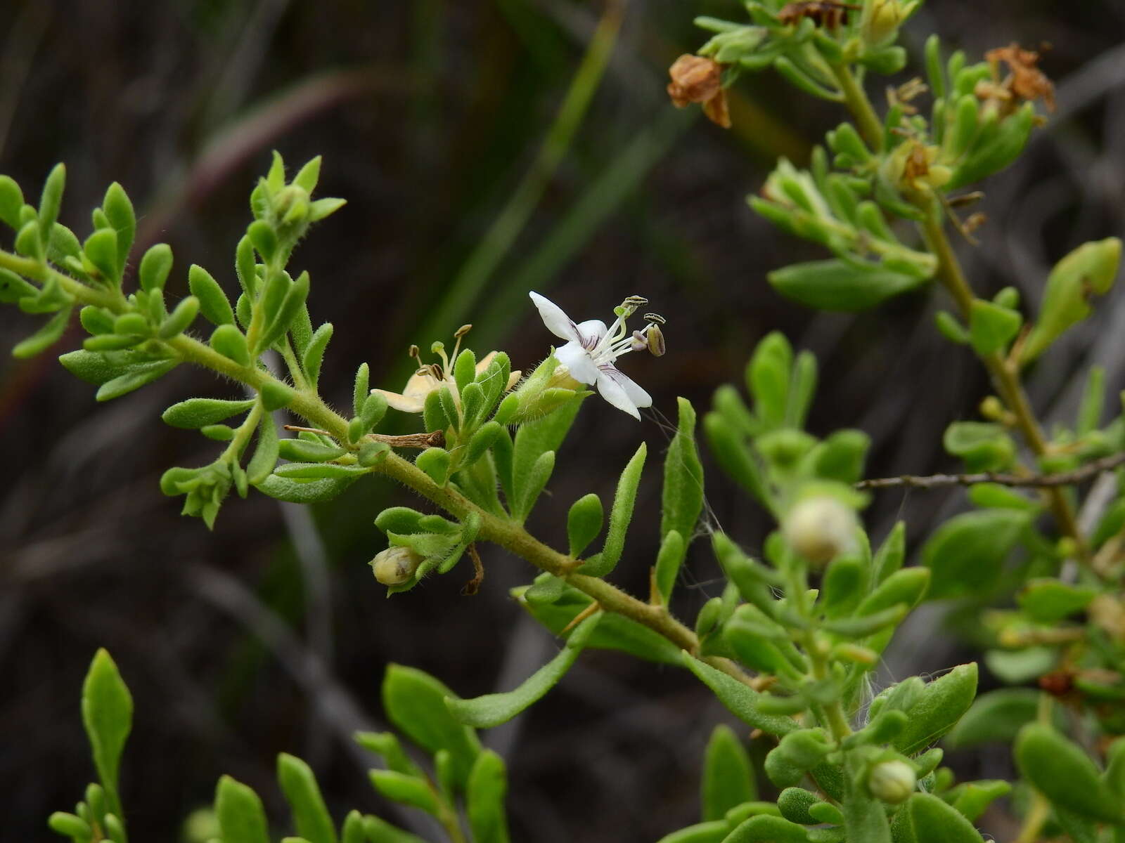 Image of Lycium chilense var. confertifolium (Miers) F. A. Barkley