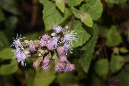 Image of Aristeguietia lamiifolia (Kunth) R. King & H. Rob.