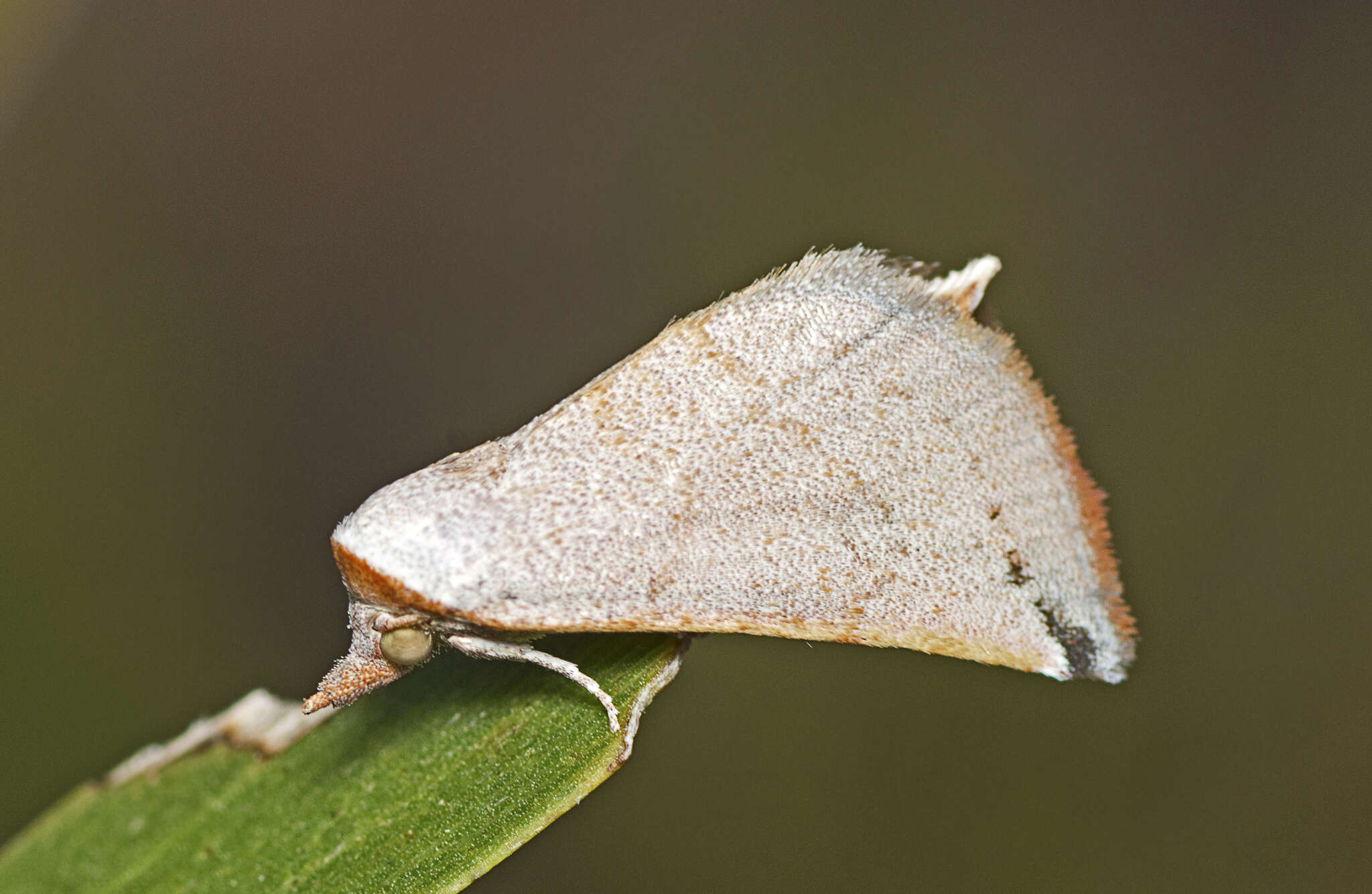 Image of Mataeomera ligata Lucas 1895