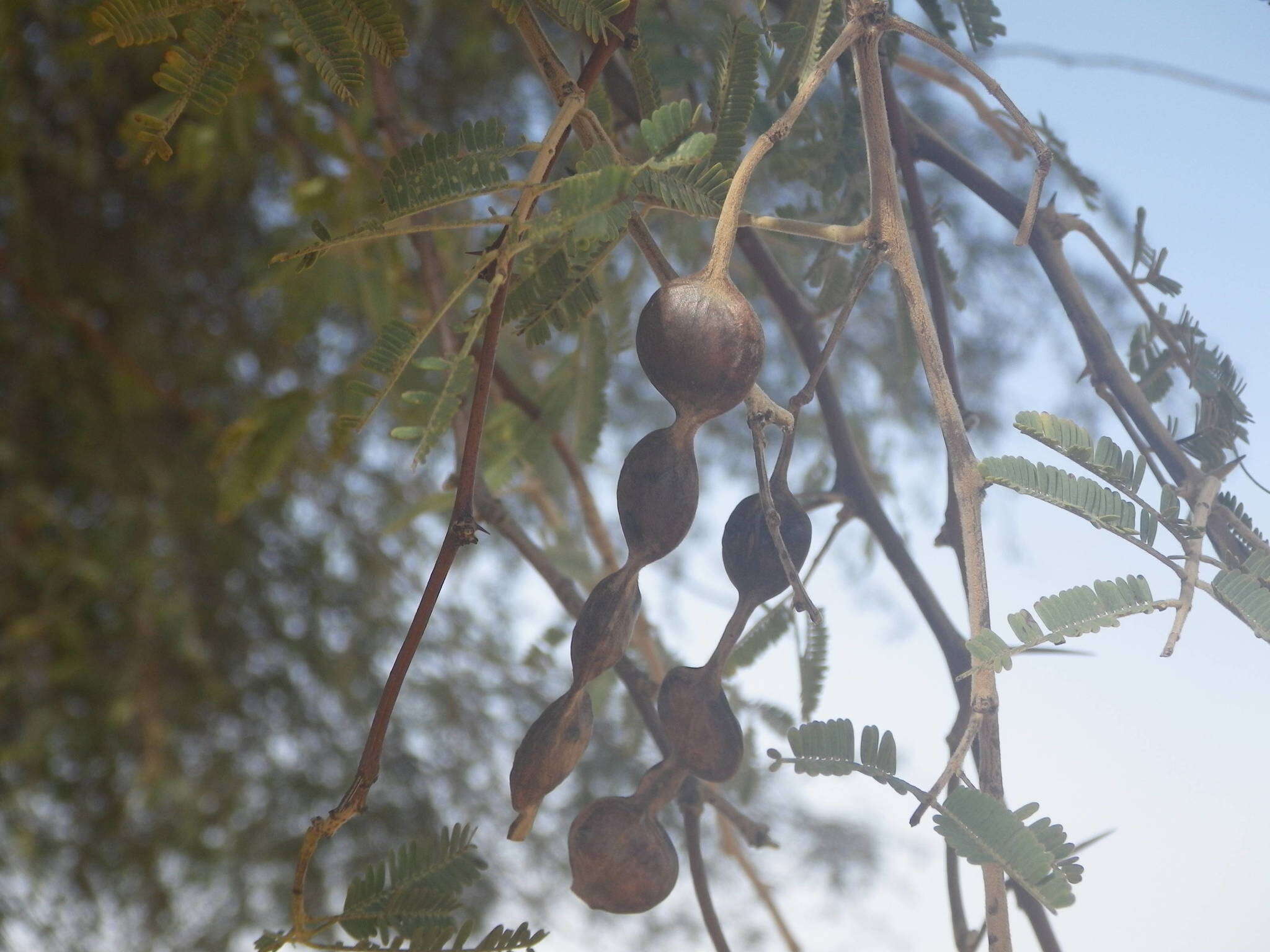 Plancia ëd Vachellia nilotica subsp. tomentosa (Benth.) Kyal. & Boatwr.