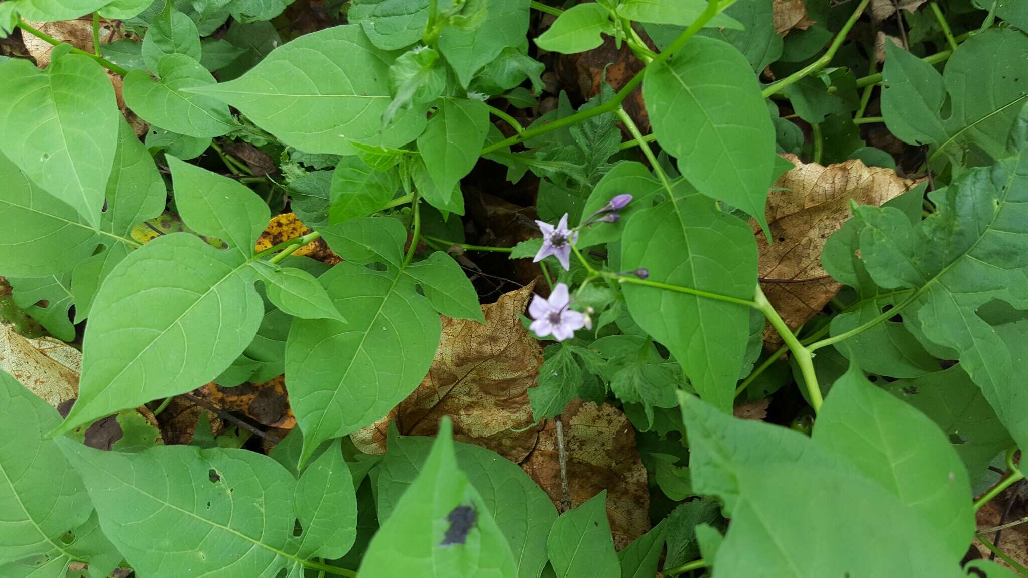 Image of Solanum dulcamara var. dulcamara