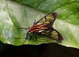 Image of Paraethria flavosignata Rothschild 1911