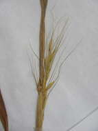 Image of Elymus virginicus var. virginicus