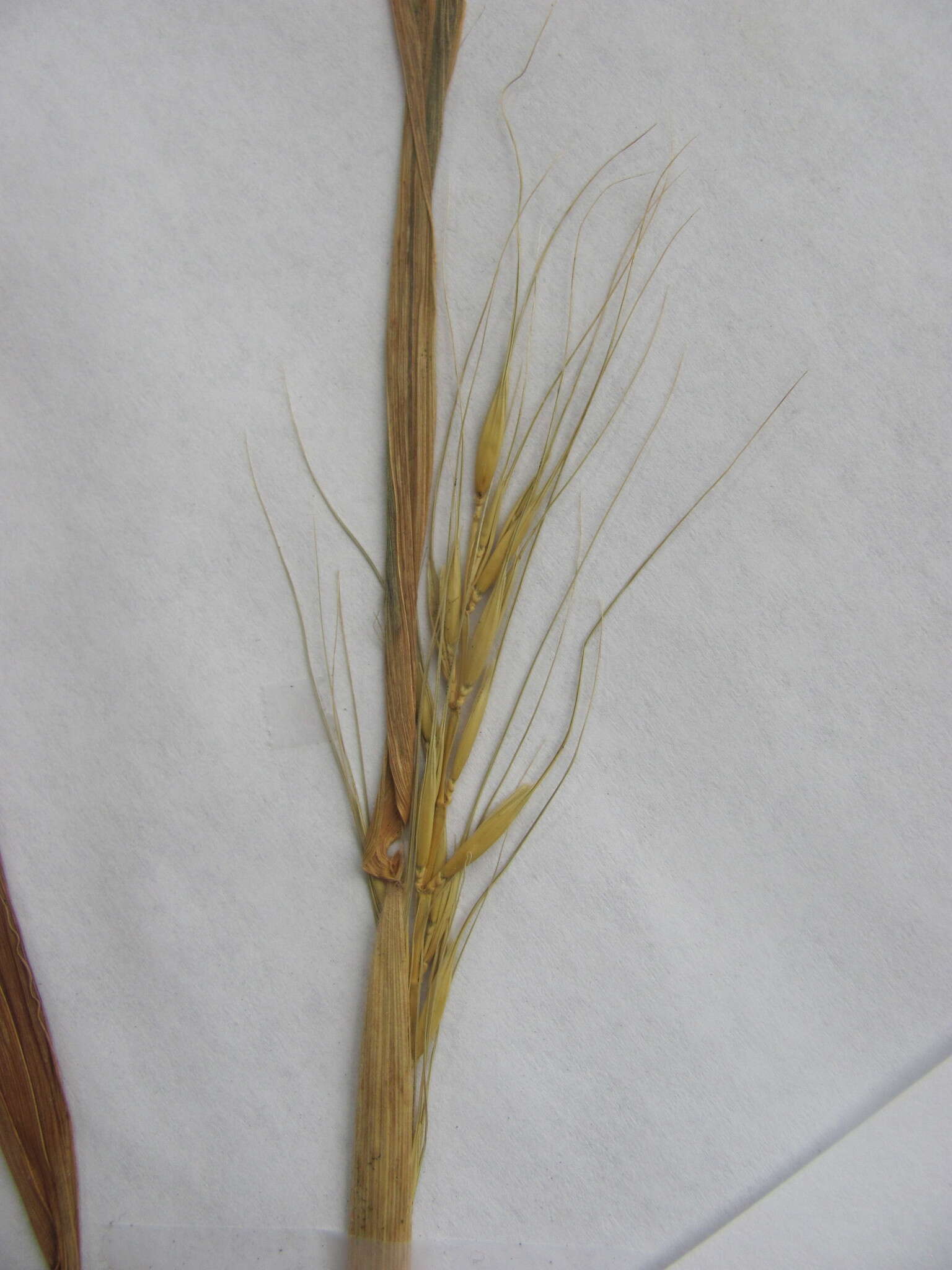 Image of Elymus virginicus var. virginicus