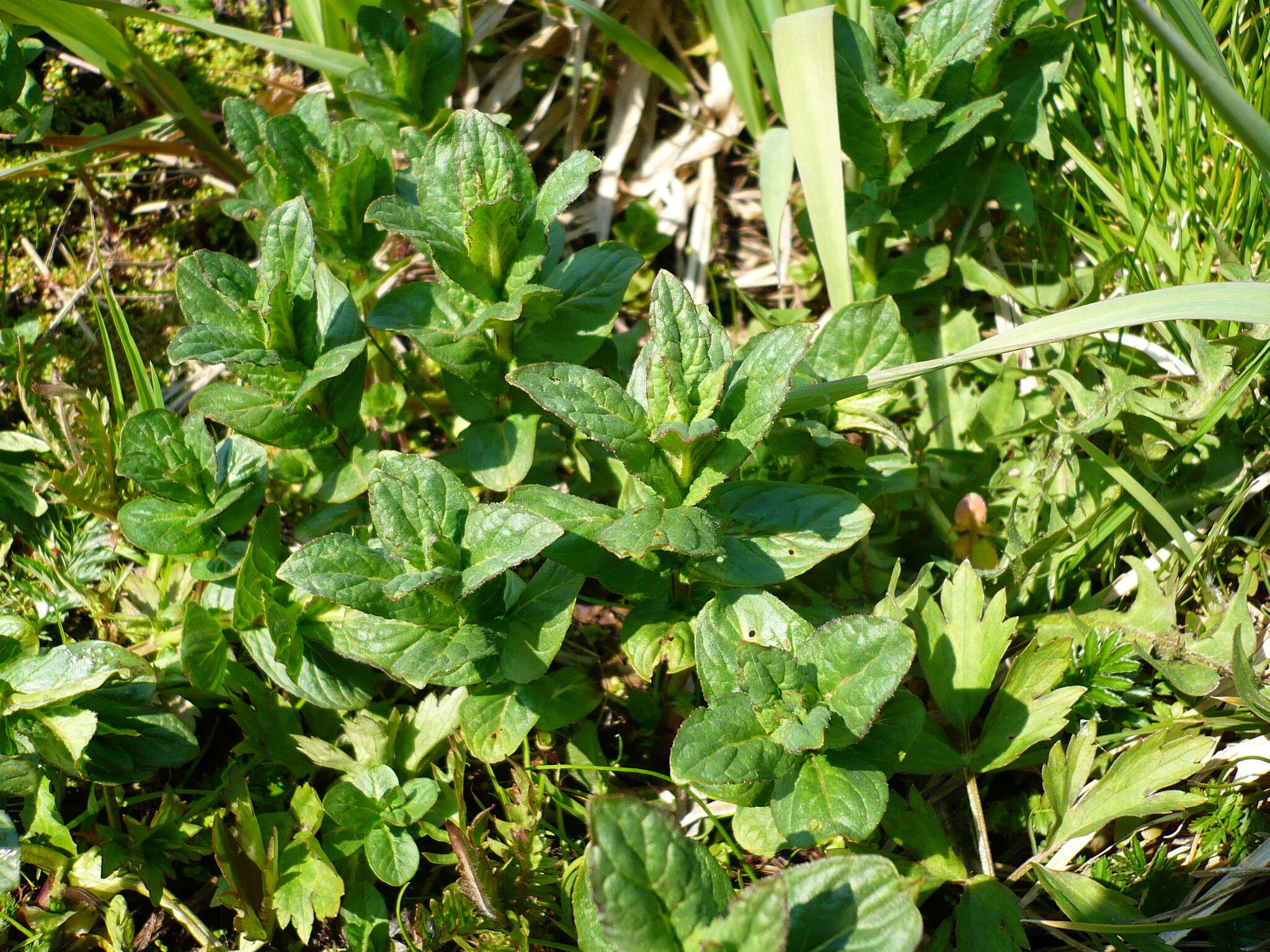 Image of Horse Mint