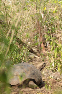 Image of Chatham Island Giant Tortoise