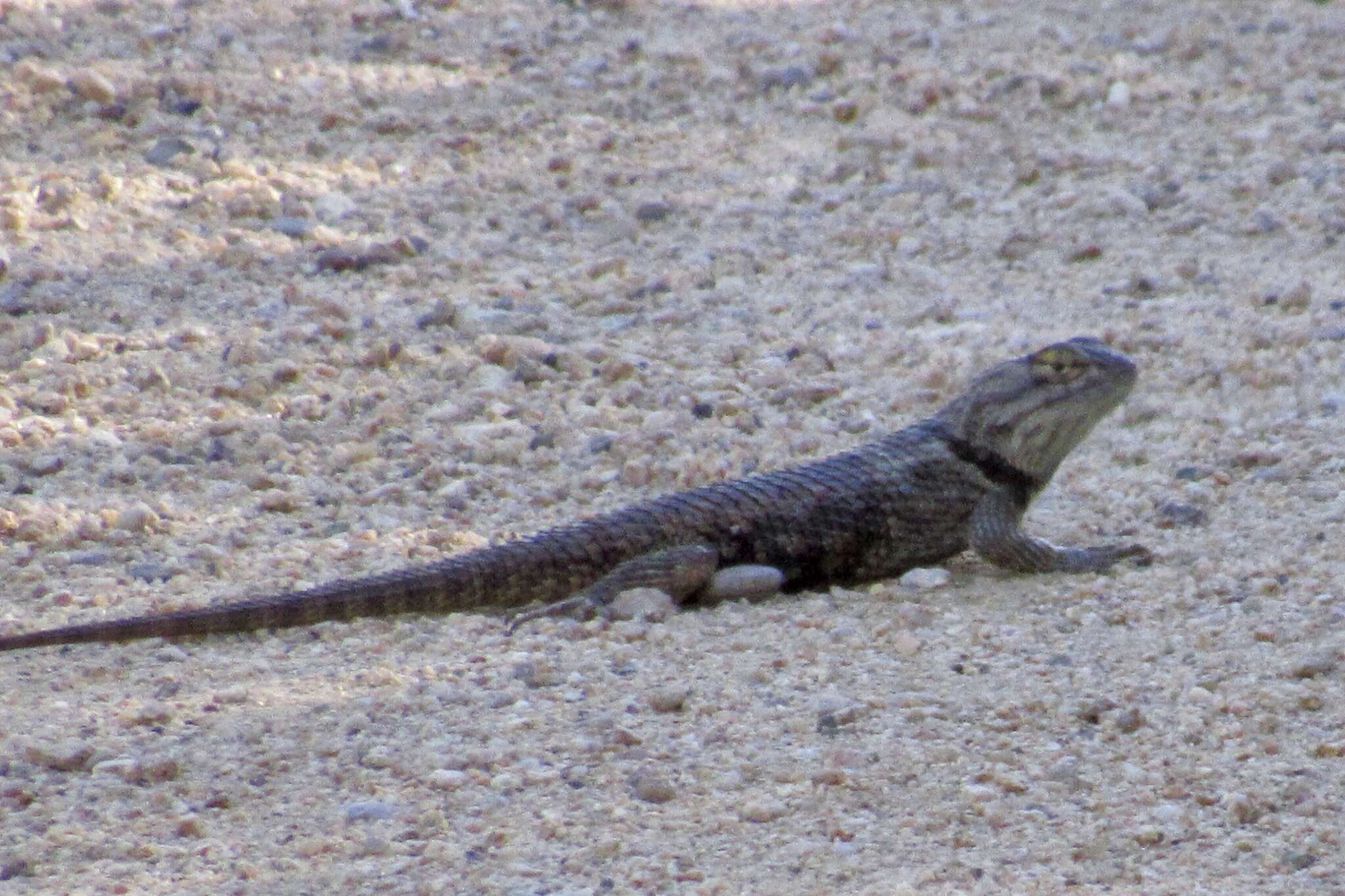 Image of Barred Spiny Lizard