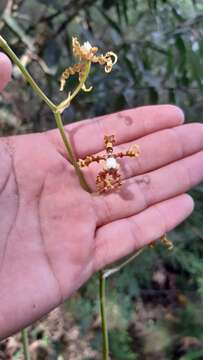 Image of Cyrtochilum divaricatum (Lindl.) Dalström