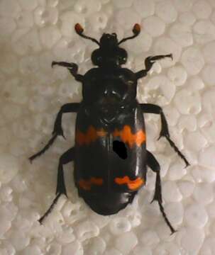 Image of Nicrophorus (Nicrophorus) mexicanus (Matthews & A. 1887)