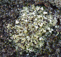 Image of Robbins' cup lichen