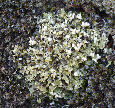 Imagem de Cladonia robbinsii A. Evans