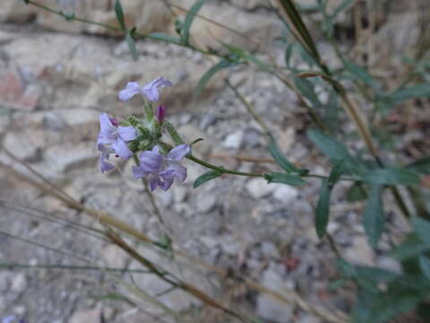 Image of Plumbago europaea L.