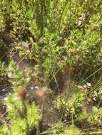 Image of Comb-Leaf Mermaidweed