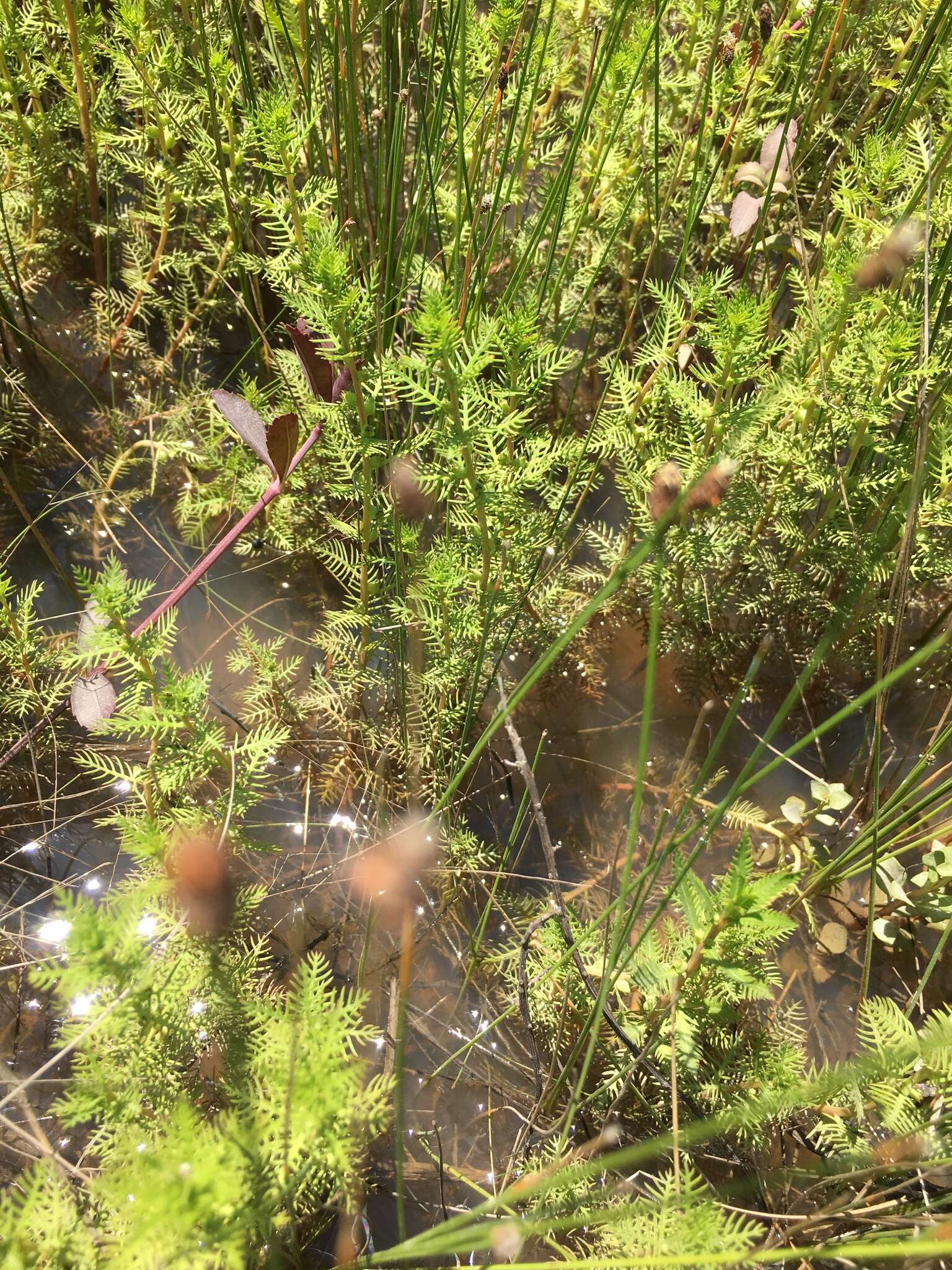 Image of Comb-Leaf Mermaidweed