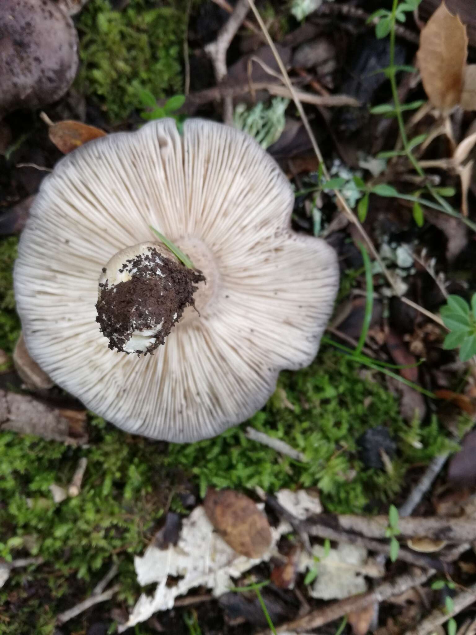 Image of Entoloma madidum Gillet 1876