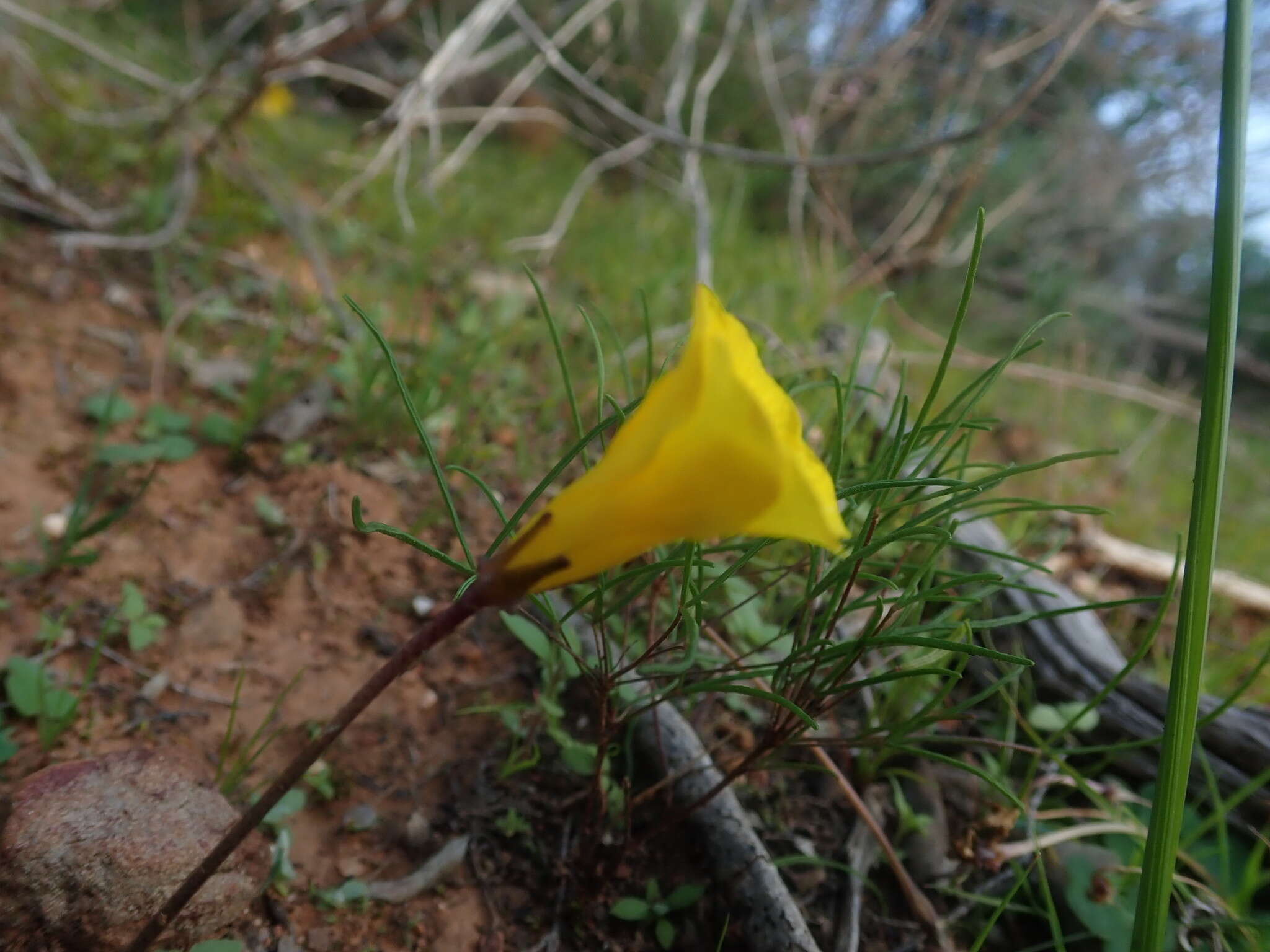 Sivun Oxalis dilatata L. Bolus kuva