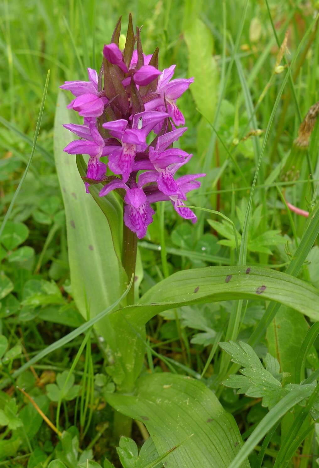 Image of Western Marsh-orchid