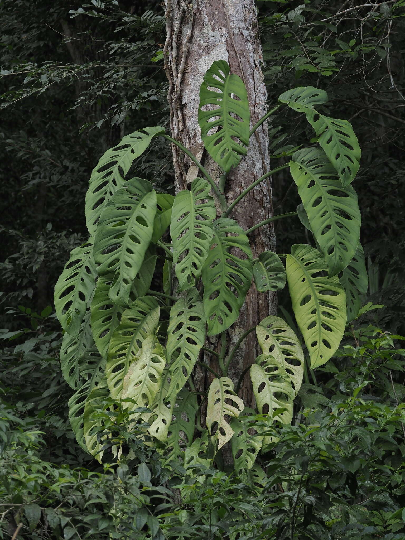 Image of Monstera acuminata K. Koch