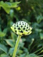 Image of Cephalaria litvinovii Bobrov