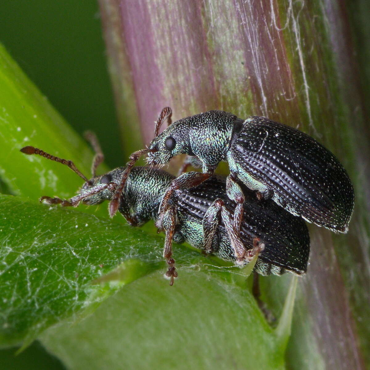 Image of Green Nettle Weevil