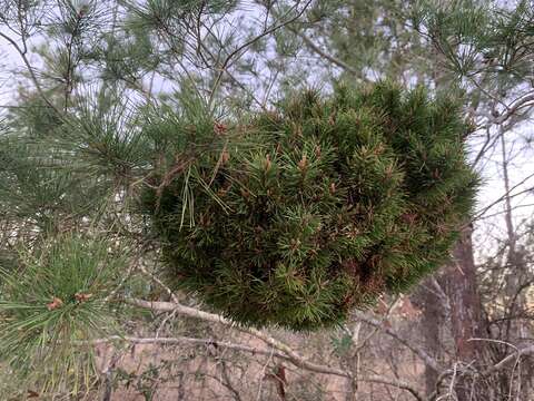 Image of 'Candidatus Phytoplasma pini'