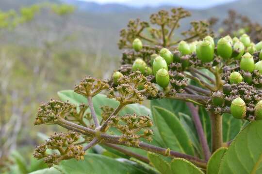 Imagem de Apiopetalum velutinum Baill.