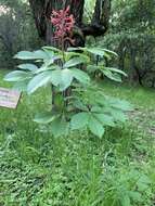 Image of <i>Aesculus <i>pavia</i></i> var. pavia