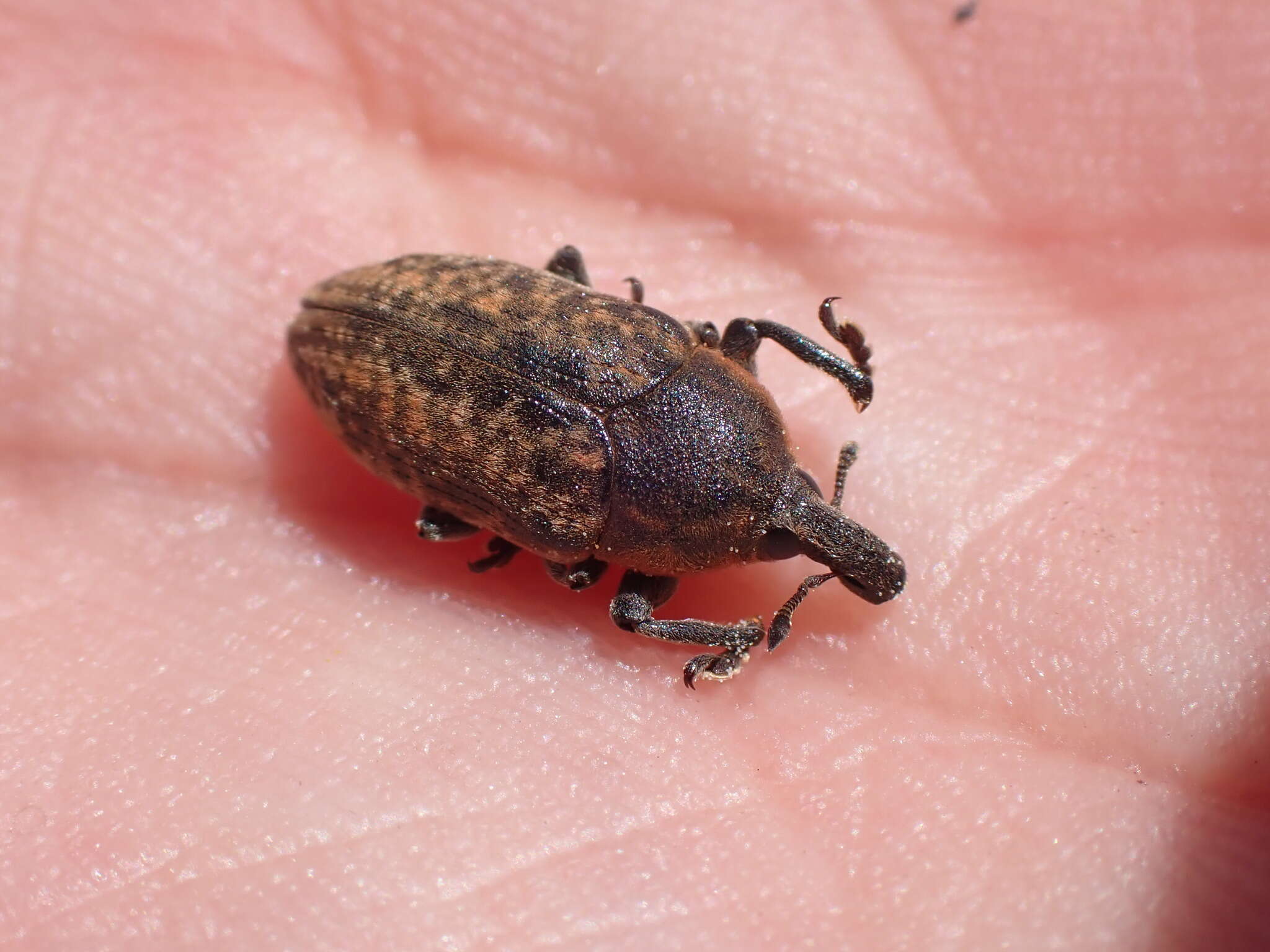 Image of Larinus ochreatus Schoenherr 1835