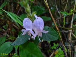 Strobilanthes viscosus (Arnott ex Nees) T. Anders.的圖片