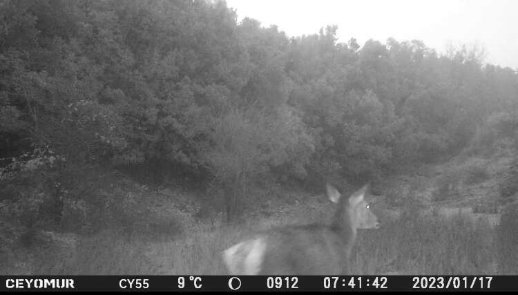 Image of Corsican red deer