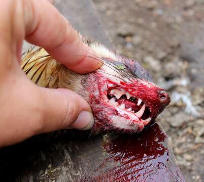 Image of Steppe Polecat