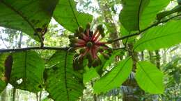 Image of Guatteria amplifolia Triana & Planch.