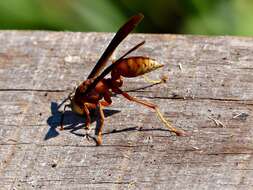 Image of Polistes cavapyta de Saussure 1853