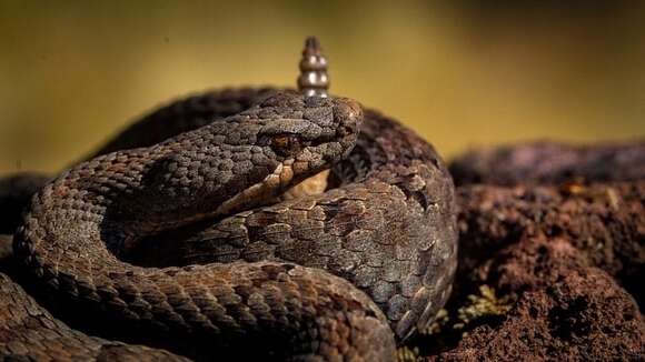 Image of Cross-banded Mountain Rattlesnake