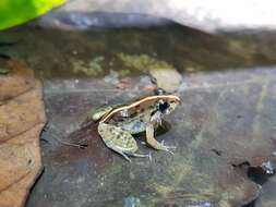 Image of Kirtisinghe's frog