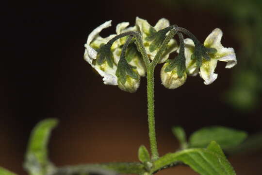 Image of forked nightshade