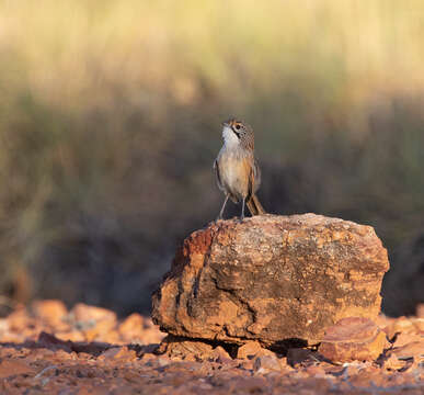 Image of Opalton Grasswren