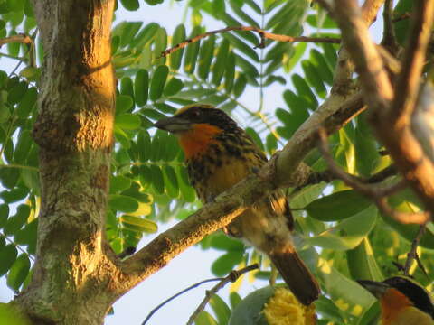 Image of Gilded Barbet