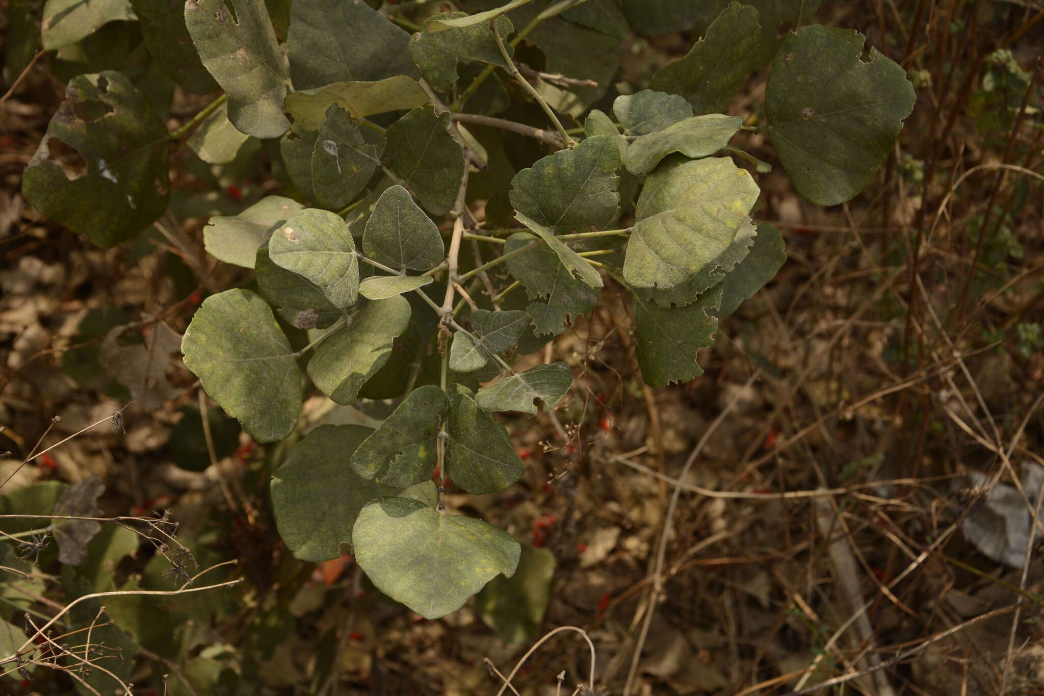 Plancia ëd Erythrina suberosa Roxb.