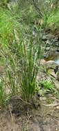 Imagem de Cyperus vaginatus R. Br.