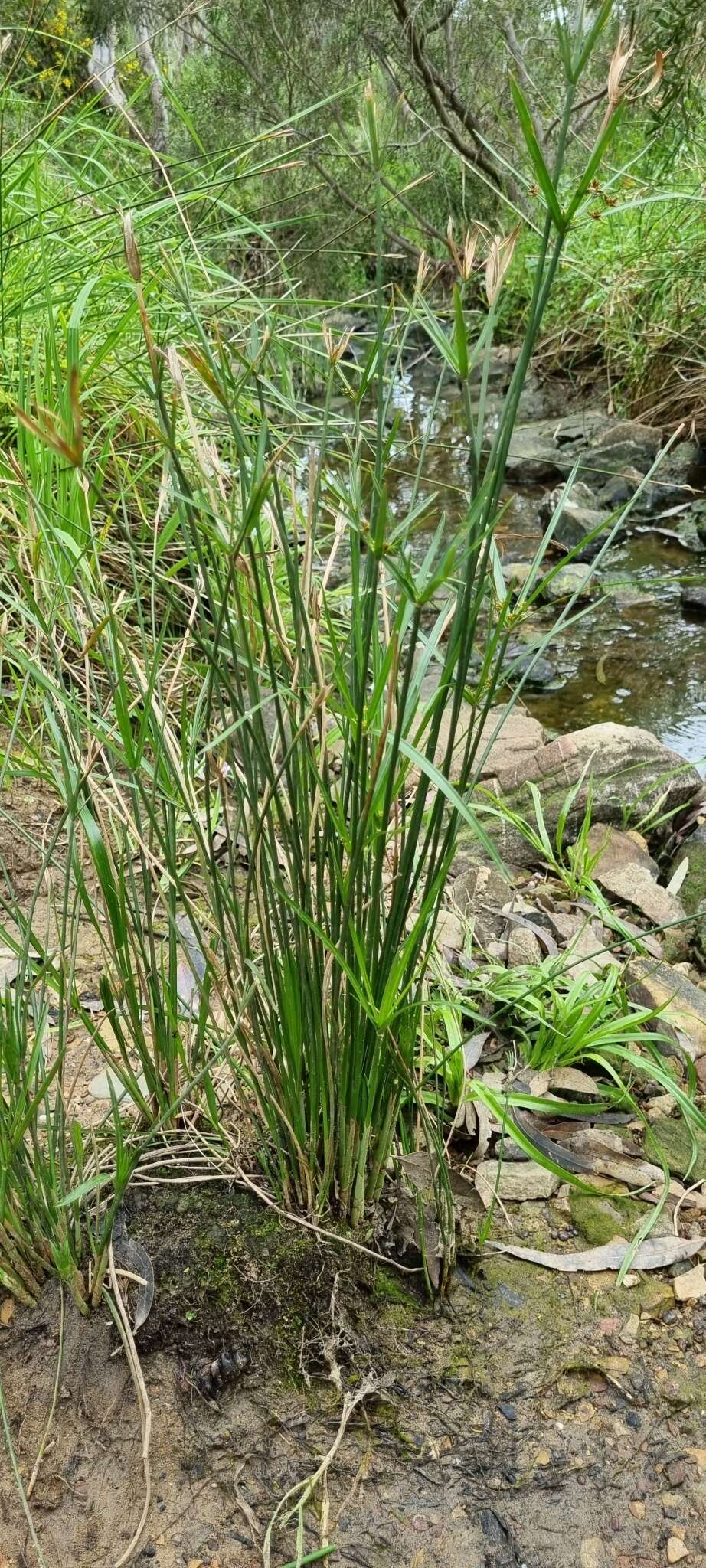 Imagem de Cyperus vaginatus R. Br.