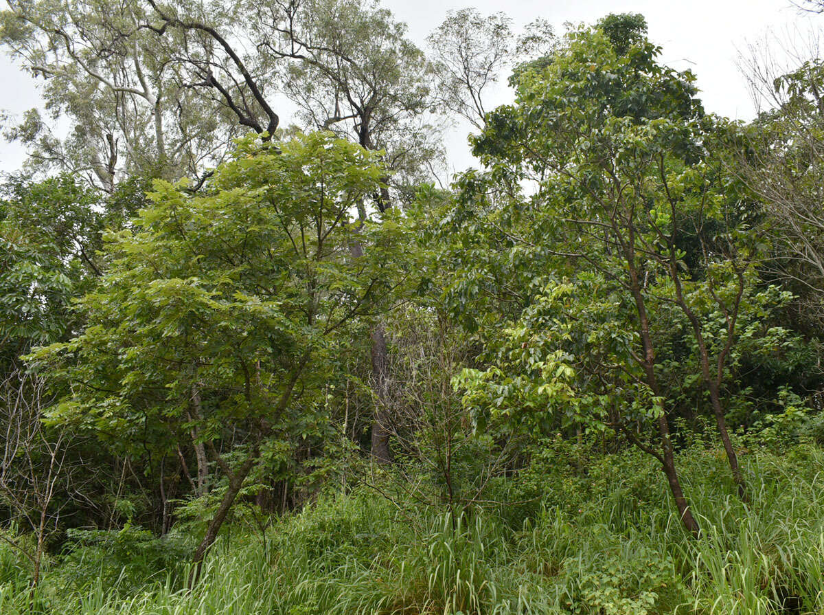 Image of island white beech