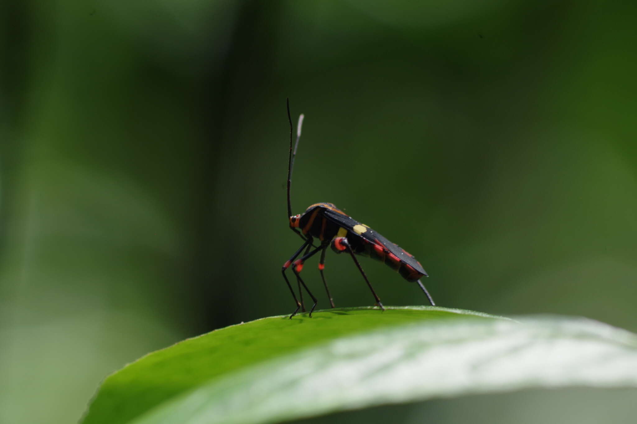 Image of Schaeferocoris ecuadorensis O'Shea 1980