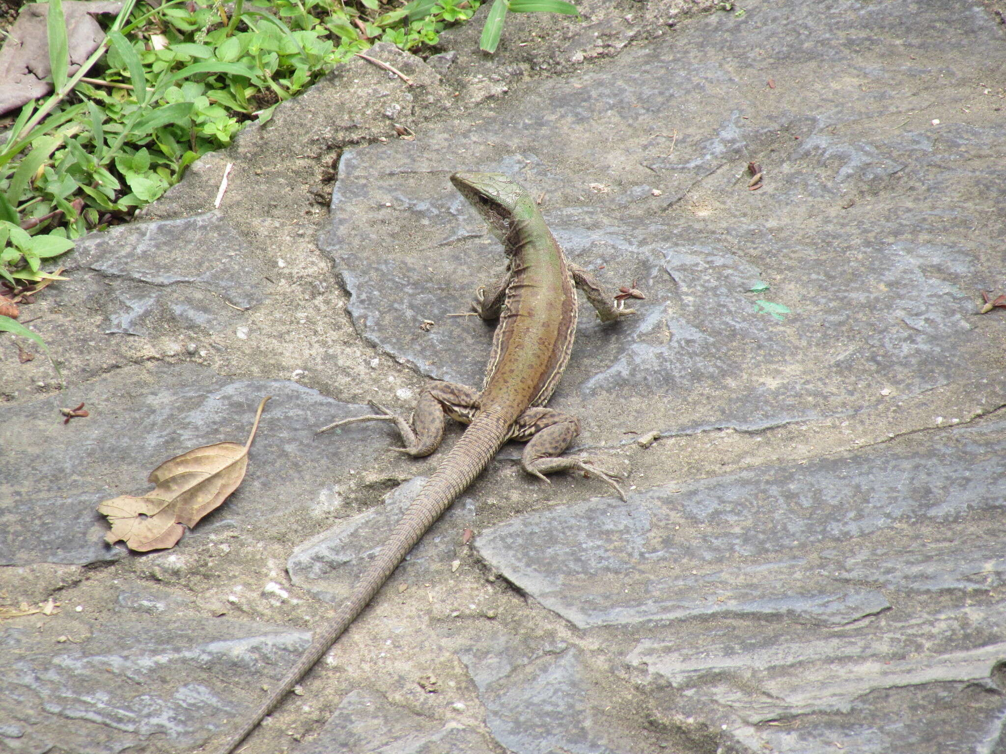 صورة Ameiva atrigularis Garman 1887