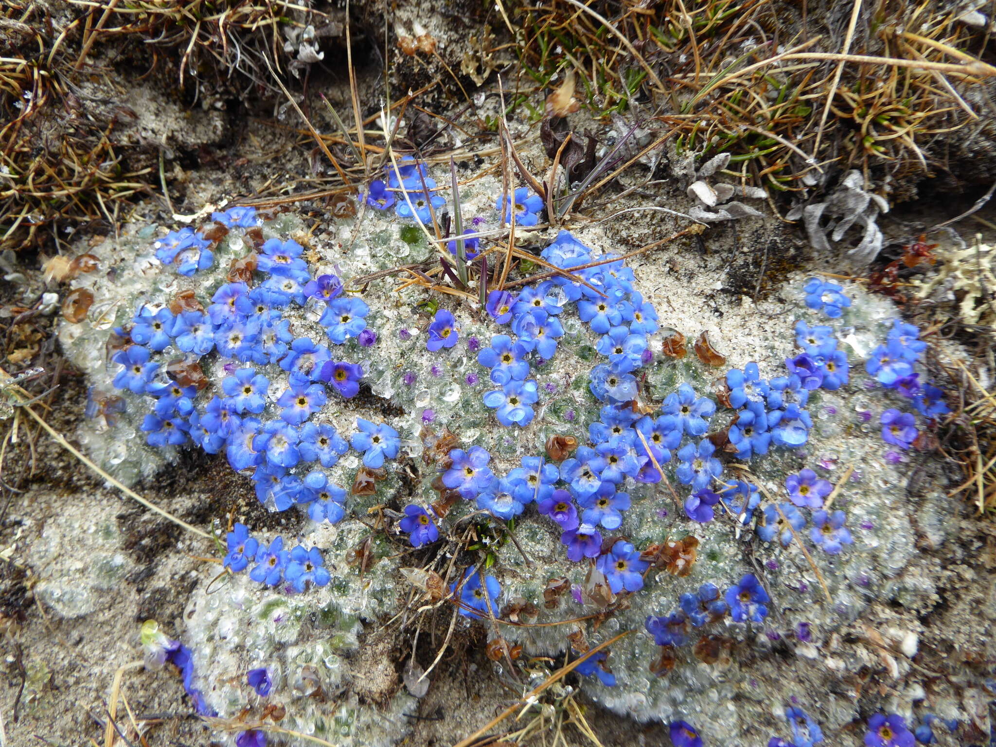 Слика од Chionocharis hookeri (C. B. Cl.) I. M. Johnst.