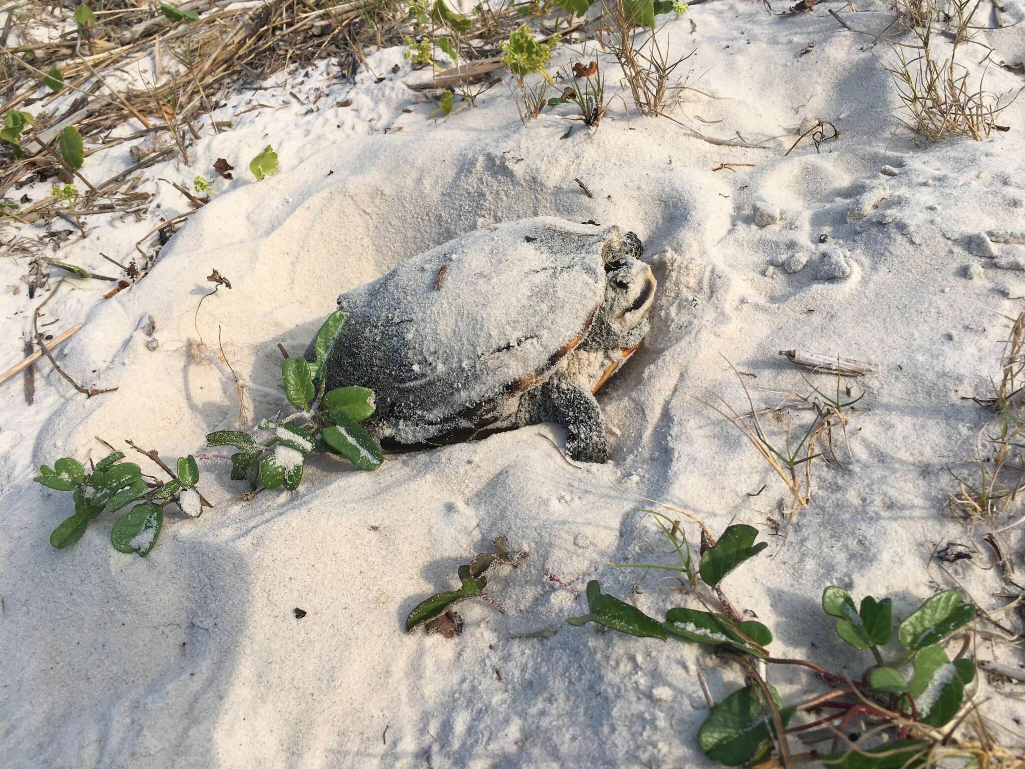 Image of Malaclemys terrapin pileata (Wied 1865)