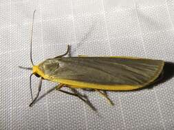 Image of common footman