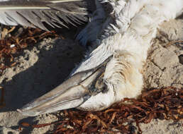 Image of Australasian Gannet