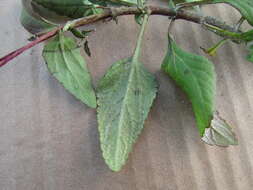 Image of Stevia incognita Grashoff